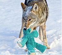 TopRq.com search results: wild coyote with a toy