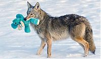 TopRq.com search results: wild coyote with a toy