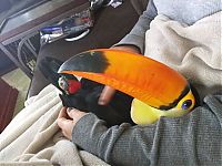 Fauna & Flora: baby toucan