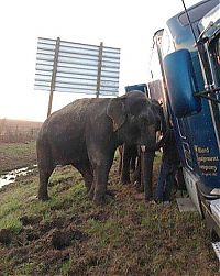 TopRq.com search results: elephants saving a truck from the mud