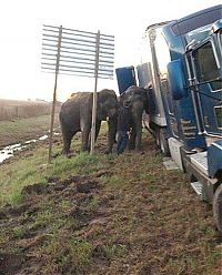 Fauna & Flora: elephants saving a truck from the mud