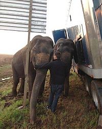 TopRq.com search results: elephants saving a truck from the mud
