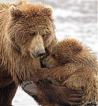 Fauna & Flora: bear cub hug
