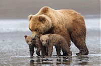 Fauna & Flora: bear cub hug