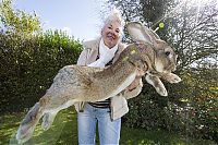 TopRq.com search results: darius, the biggest rabbit