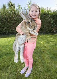 Fauna & Flora: darius, the biggest rabbit