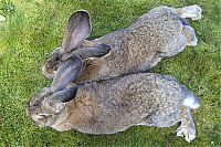 Fauna & Flora: darius, the biggest rabbit