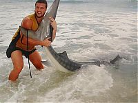 TopRq.com search results: tiger shark catch