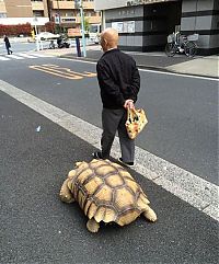 Fauna & Flora: giant pet tortoise