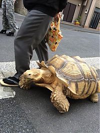 Fauna & Flora: giant pet tortoise