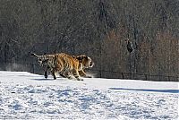 TopRq.com search results: tigers hunting a bird