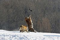 Fauna & Flora: tigers hunting a bird