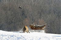 Fauna & Flora: tigers hunting a bird