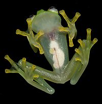 Fauna & Flora: bare-hearted glass frog
