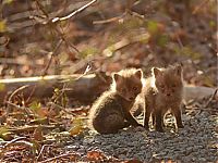 TopRq.com search results: young baby fox cubs