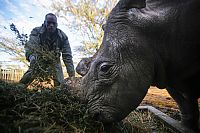 Fauna & Flora: White rhinoceros under the protection, Ol Pejeta Conservancy, Laikipia County, Kenya