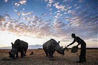 Fauna & Flora: White rhinoceros under the protection, Ol Pejeta Conservancy, Laikipia County, Kenya