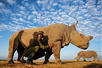 TopRq.com search results: White rhinoceros under the protection, Ol Pejeta Conservancy, Laikipia County, Kenya