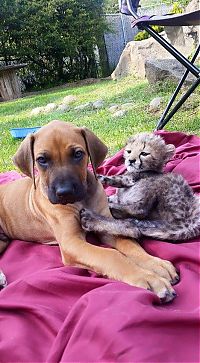 Fauna & Flora: cheetah cub and puppy dog friends