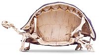 Fauna & Flora: tortoise from inside