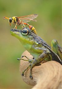 TopRq.com search results: frog and the wasp