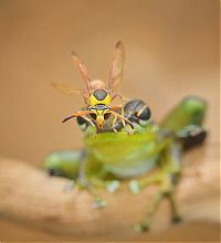TopRq.com search results: frog and the wasp