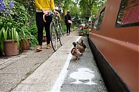 Fauna & Flora: Duck lanes by The Canal & River Trust