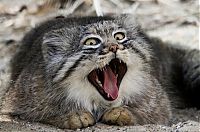 Fauna & Flora: pallas cat manul yawning