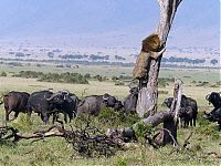 Fauna & Flora: lion climbs tree to escape a buffalo herd