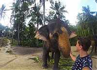 TopRq.com search results: elephant taking a selfie