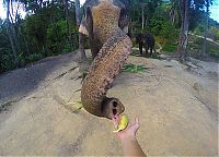 Fauna & Flora: elephant taking a selfie