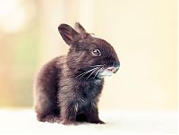 TopRq.com search results: cute bunny rabbit growing
