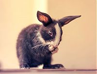 TopRq.com search results: cute bunny rabbit growing