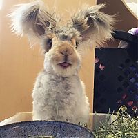 Fauna & Flora: cute bunny rabbit with big ears