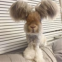 Fauna & Flora: cute bunny rabbit with big ears
