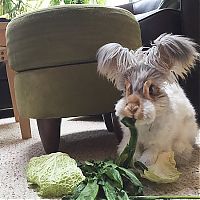 TopRq.com search results: cute bunny rabbit with big ears