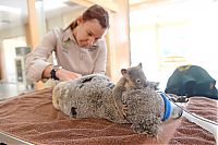 TopRq.com search results: baby koala hugs mother during surgery