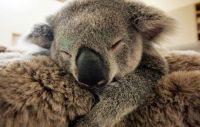 Fauna & Flora: baby koala hugs mother during surgery