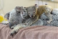 Fauna & Flora: baby koala hugs mother during surgery
