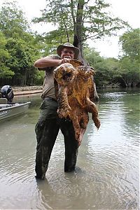 Fauna & Flora: alligator snapping turtle