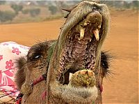 Fauna & Flora: camel mouth
