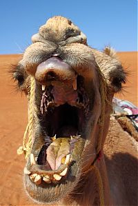 TopRq.com search results: camel mouth
