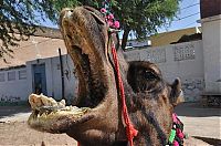Fauna & Flora: camel mouth