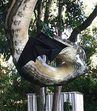 TopRq.com search results: python swallows a bat