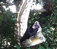 TopRq.com search results: python swallows a bat