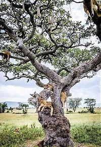TopRq.com search results: lions on the tree
