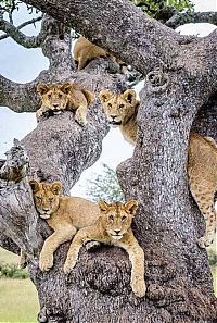 Fauna & Flora: lions on the tree