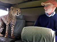 TopRq.com search results: cheetah jumps into the jeep
