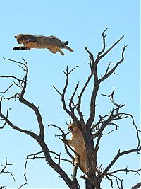 Fauna & Flora: lynx hunting a cat