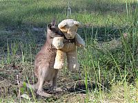 TopRq.com search results: orphaned baby kangaroo with a teddy bear